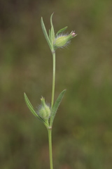 Silene tridentata