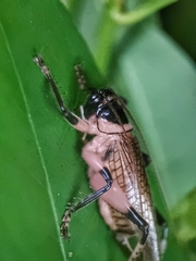 Caustogryllacris podocausta