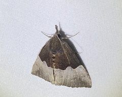 Hypena appalachiensis