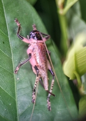 Caustogryllacris podocausta