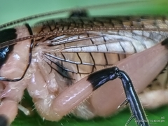 Caustogryllacris podocausta