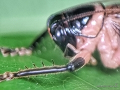 Caustogryllacris podocausta