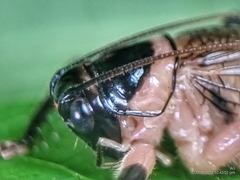 Caustogryllacris podocausta