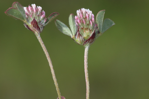 Trifolium gemellum