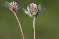 Trifolium gemellum