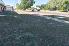 Indigofera linifolia