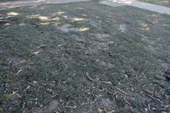 Indigofera linifolia