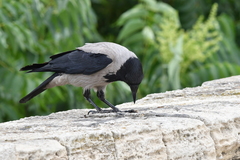 Corvus cornix