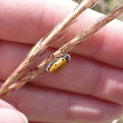 Lachnaia sexpunctata