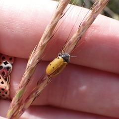 Lachnaia sexpunctata