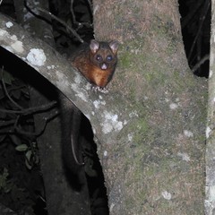 Trichosurus johnstonii