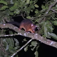 Trichosurus johnstonii