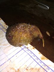 Eumicrotremus asperrimus