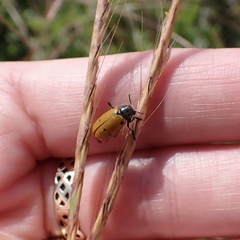 Lachnaia sexpunctata