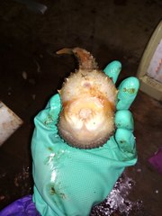 Eumicrotremus asperrimus