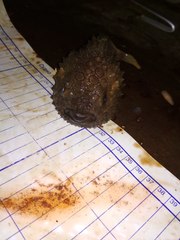 Eumicrotremus asperrimus