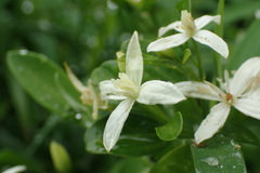 Clematis terniflora garanbiensis