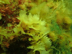 Phycodrys rubens