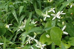 Clematis terniflora garanbiensis