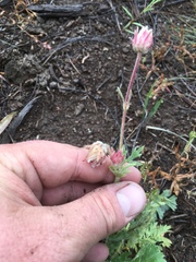 Geum triflorum ciliatum
