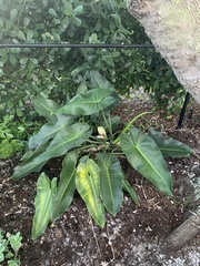 Philodendron sagittifolium