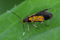 Schiffermuelleria schaefferella