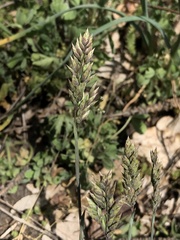 Poa badensis
