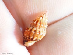 Aplus assimilis