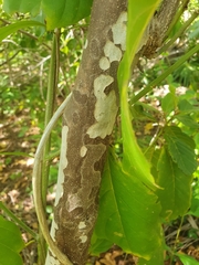 Colubrina arborescens