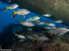 Parapristipoma octolineatum