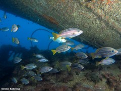 Parapristipoma octolineatum