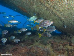 Parapristipoma octolineatum