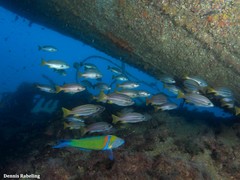 Parapristipoma octolineatum