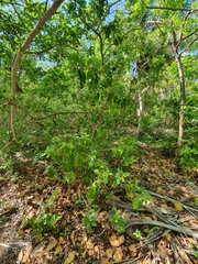Colubrina arborescens