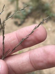 Eragrostis rotifer