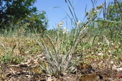 Poa badensis