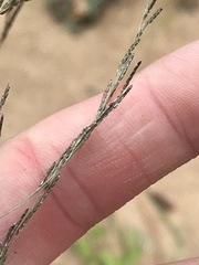 Eragrostis rotifer