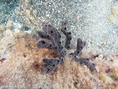 Chalinula parasimulans