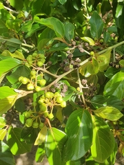 Colubrina arborescens