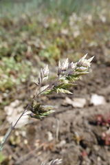Poa badensis