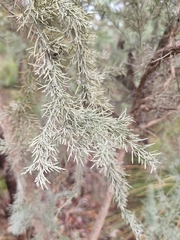 Jacksonia furcellata