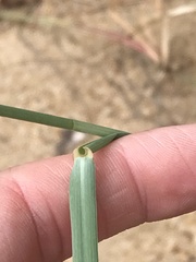 Eragrostis rotifer