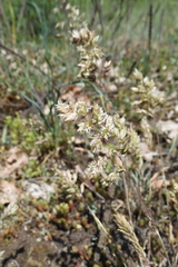 Poa badensis