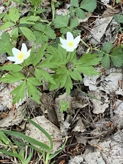 Anemonoides nemorosa