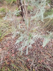 Jacksonia furcellata