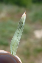 Poa badensis