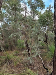 Jacksonia furcellata