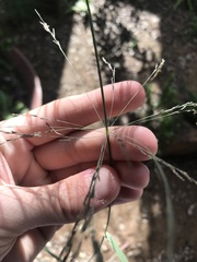 Eragrostis rotifer