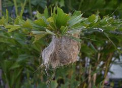 Ptilotula flavescens