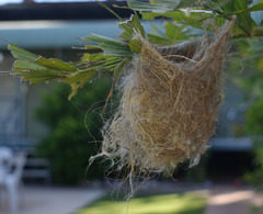 Ptilotula flavescens